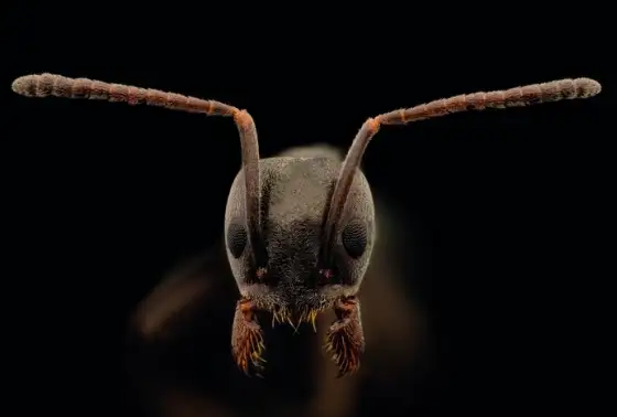 Les fourmis invasives : quelles menaces ?