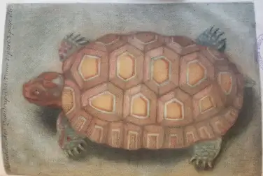 Illustration d'une tortue