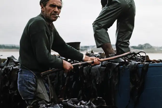 Au premier plan, un homme de profil regarde le photographe. il a du goëmon jusqu'aux genoux, debout dans une remorque Il tient une fourche et tire le goëmon dans sa remorque. En second plan, un autre homme de dos situé dans une remorque plus haute, décharge le goëmon. Photographie en couleur