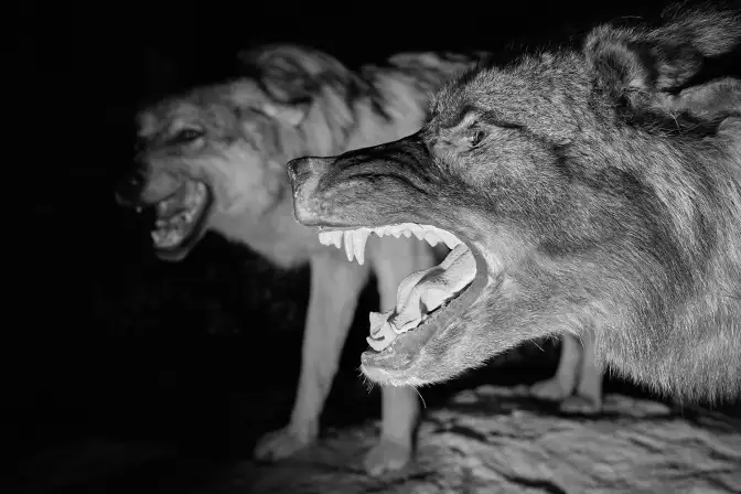 Jenna Garrett, Teeth of the Wolf