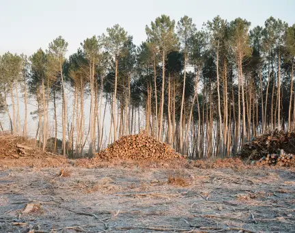 sans titre Cette photographie représente une forêt exploitée. Au premier plan ne demeure que des branches éparses, traces de l'exploitation du bois. En arrière plan un tas de bois est situé devant de grans arbres aux troncs relativement dénudés. Photographie couleur.