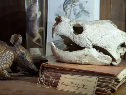 Étagère du Cabinet de curiosités contenant divers objets, dont un crâne animal et un tatou empaillé.