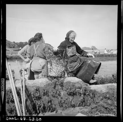 Cancale parcs à huîtres, photographie prise par Charles Barmay (1909-1993) le 23 juin 1963 – Licence CC BY-NC – Collection du Musée de Bretagne, Rennes