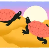 Tortues. Labourd' CC BY-SA