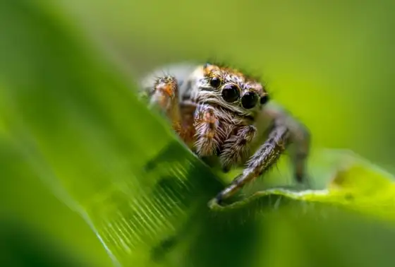 Image Les araignées : mal-aimées, mal connues