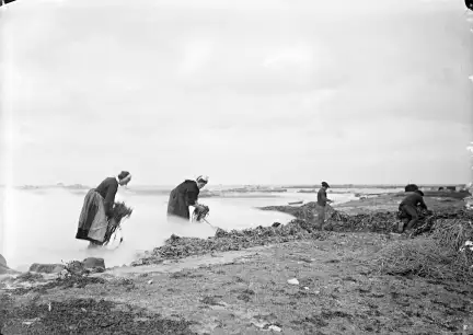 Cette photographie représente 4 personnes en train de travailler. A gauche, deux femmes en tenues de travail des années 1910 (jupe, tablier, coiffe), brule du goëmon sur l'estran. La fumée donne le sentiment qu'elles ont les pieds dans la brume. A droite, 2 hommes en second plan entassent le goëmon. En arrière plan se dessine un paysage de bord de mer. Photographie en noir et blanc